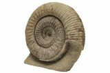 Jurassic Ammonite (Stephanoceras) Fossil - England #216644-1